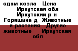 сдам козла › Цена ­ 3 000 - Иркутская обл., Иркутский р-н, Горяшина д. Животные и растения » Другие животные   . Иркутская обл.